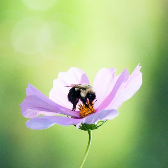 Image depicting The beautiful friendship between a girl and a bumblebee