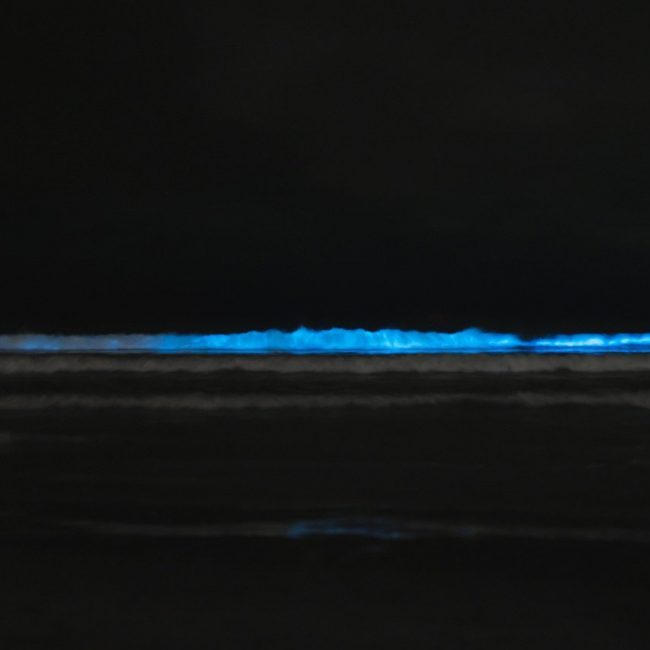 Image depicting bacterium, as in, Bacterium creates beautiful 'glowing' milky sea