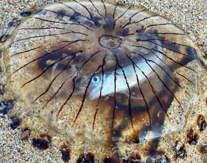 Image depicting Jellyfish washes up on beach with fish stuck inside it