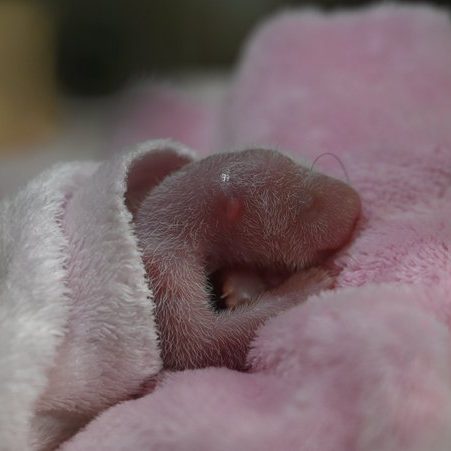 Image depicting pandas, as in, Say hello to rare baby panda twins born in France