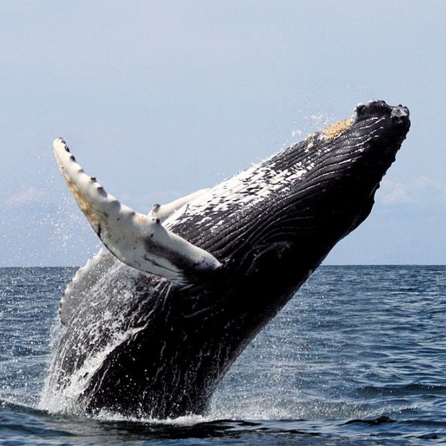 Image depicting Watch a video: Rare whale "megapod" seen in Australia