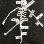 Image depicting Human Skeleton Craft for Kids