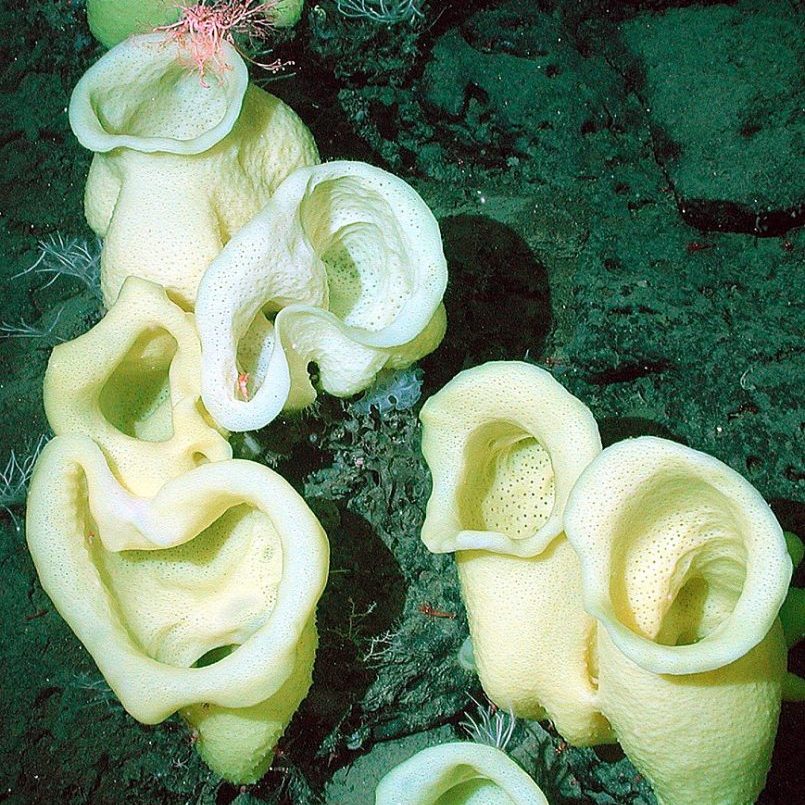 Scientists identify new species of sea sponge