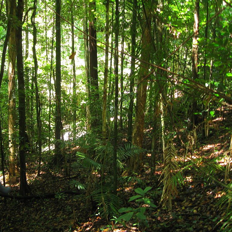 Image depicting Australia's Daintree rainforest returned to traditional ownership