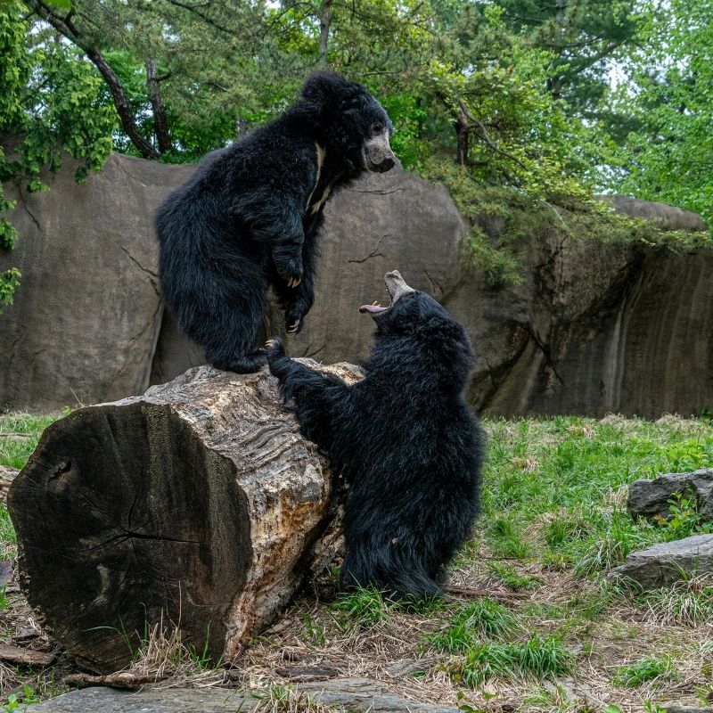 Image depicting Watch a video: Bears play football in Odisha