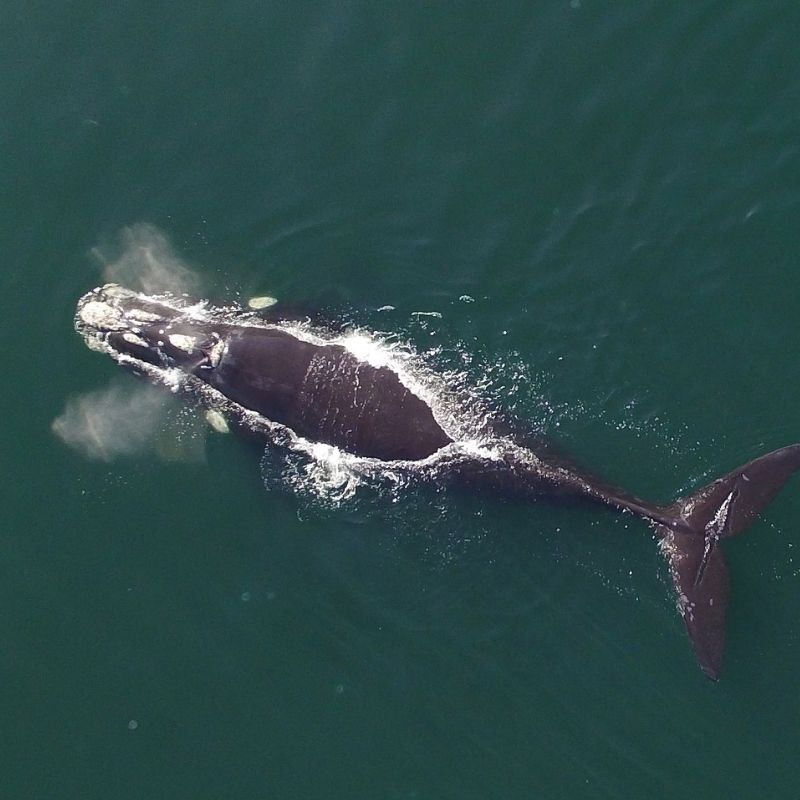 Image depicting Watch a video: Friendly whale gives paddleboarder a tiny push