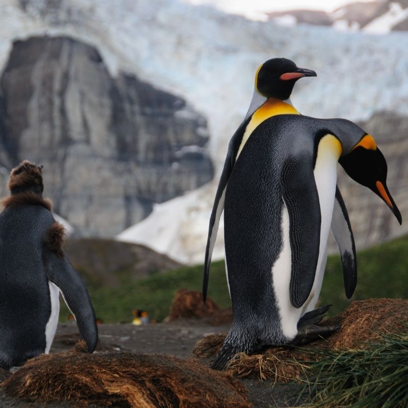 Image depicting New Zealand school kids discover fossils of ancient giant penguins