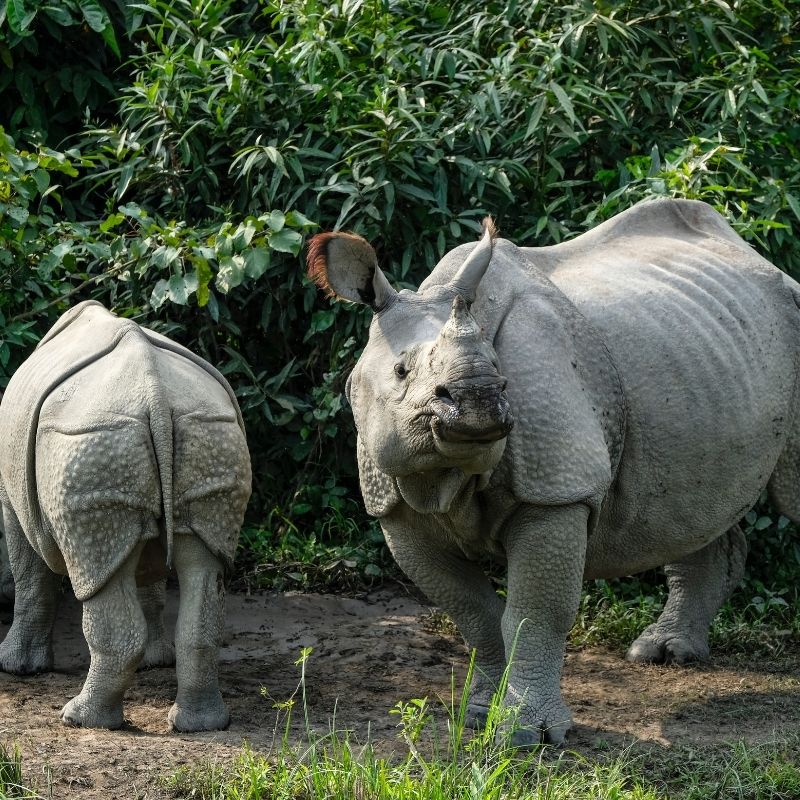 Image depicting rhino, rhinos, Kaziranga