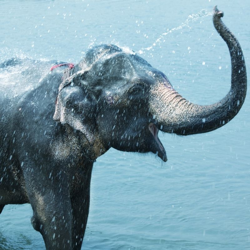 Image depicting Watch a video: Elephant uses hand-pump to get water