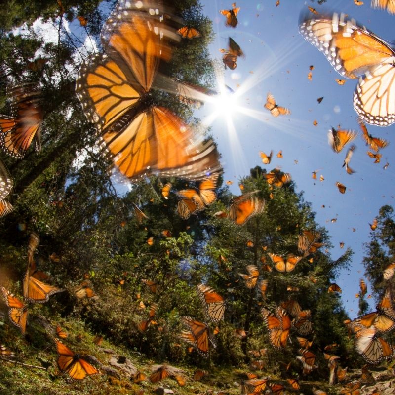 Image depicting Listen to millions of monarch butterflies on their annual migration