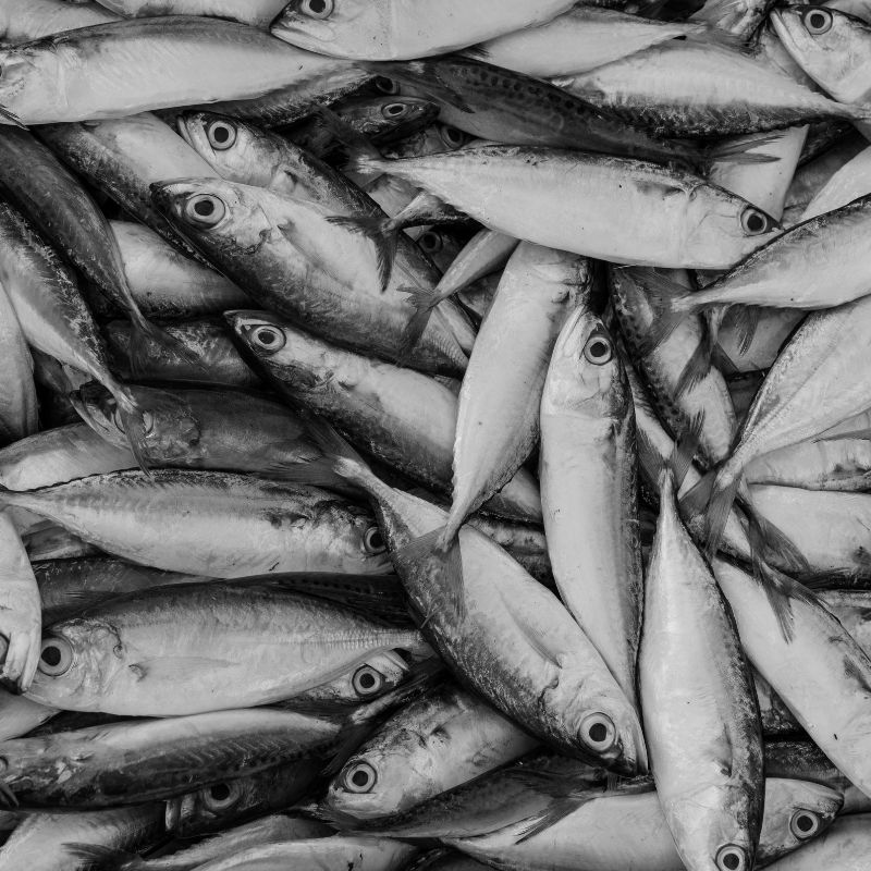 Image depicting Lucky fisherman catches 'fish with heart of gold'