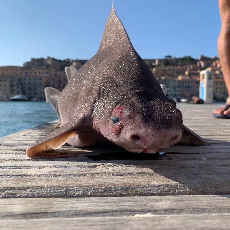 Image depicting amazing nature: Sailors catch amazing 'pig-faced' shark in Italy
