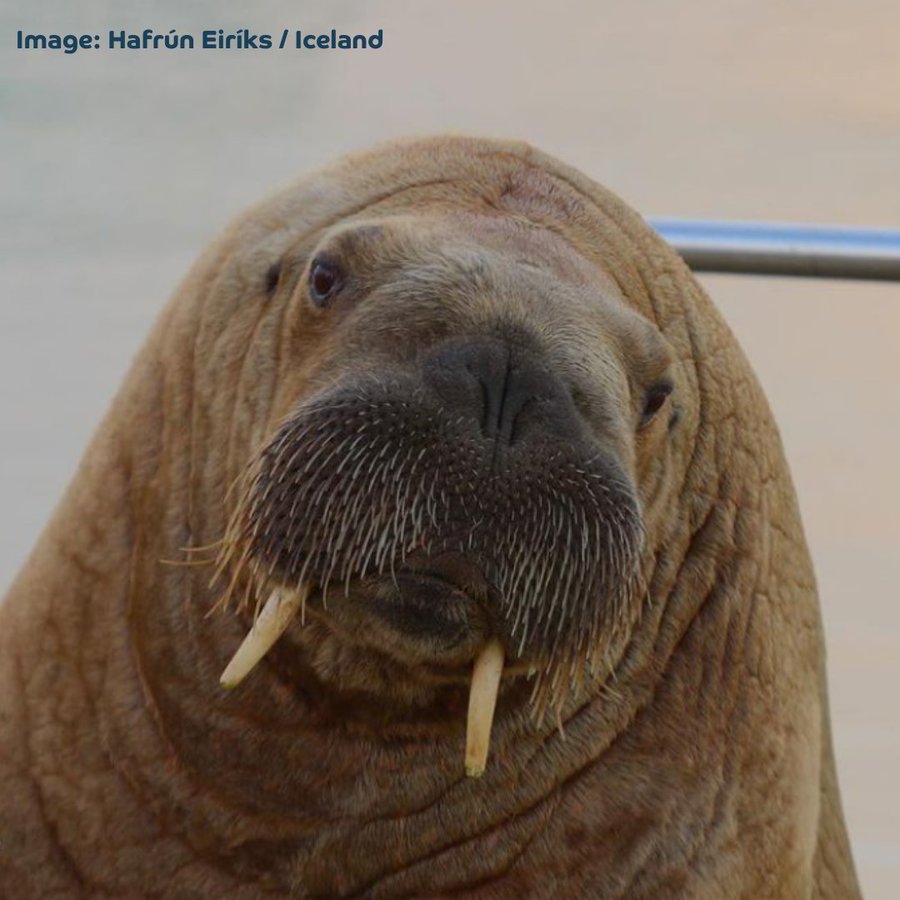 Image depicting Wally the wandering walrus spotted in Iceland