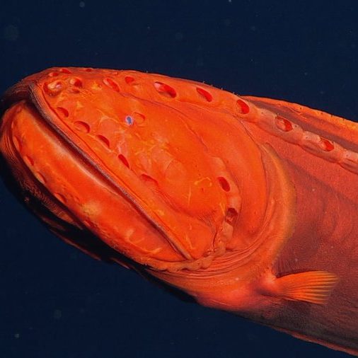 Image depicting Mysterious shape-shifting fish spotted off California coast