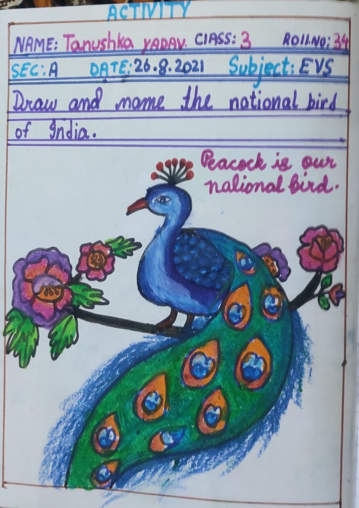 national bird peacock drawing - Clip Art Library