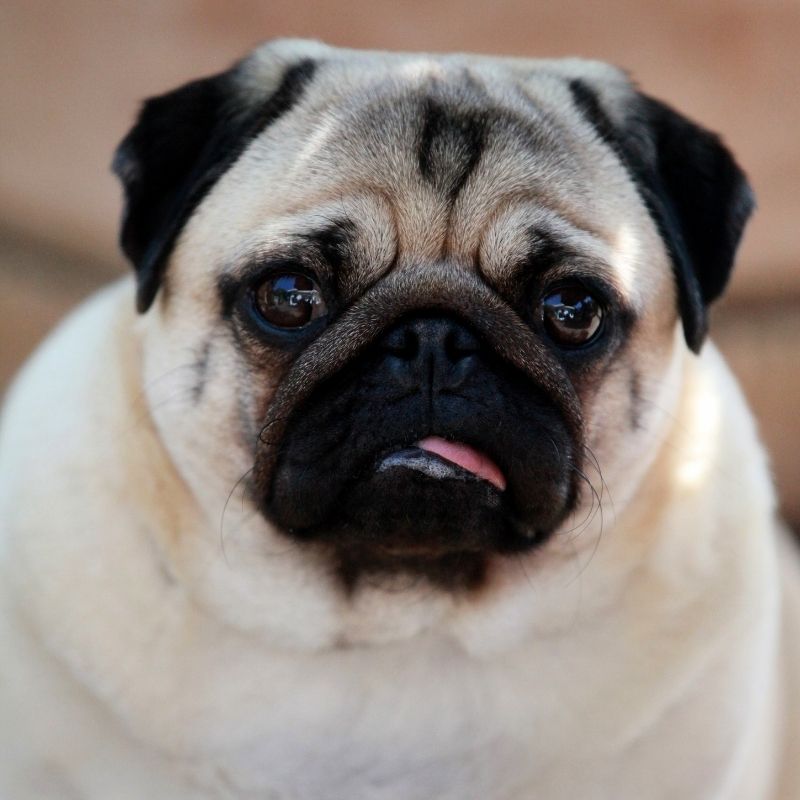 image dpeicting Meet Noodle the pug who 'predicts' people's moods, children's news