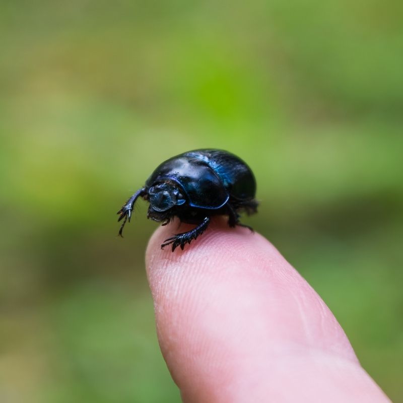 image depicting New beetle, other insects named after the coronavirus, curious times