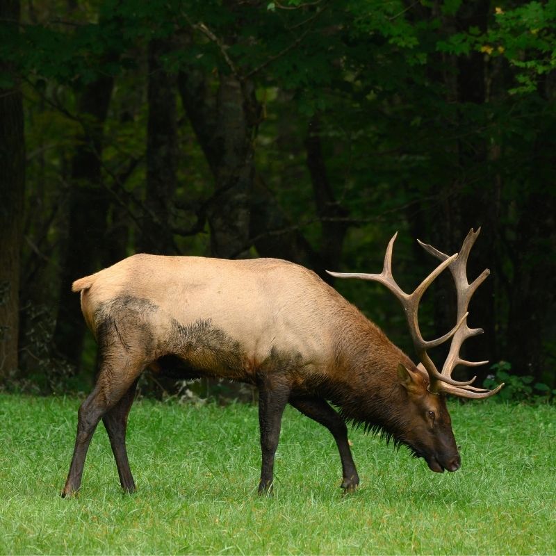 image depicting Wild elk with tyre around its neck for 2 years is finally free