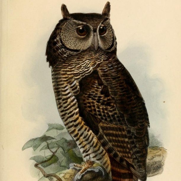 image depicting Rare Shelley's eagle owl spotted for the first time in 150 years