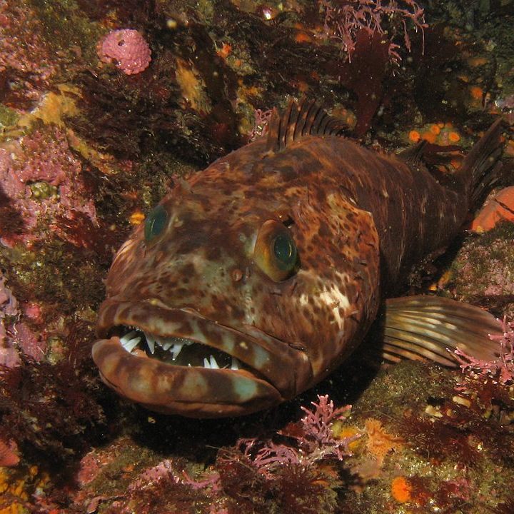 image depicting This fish loses 20 teeth every day but still has over 500