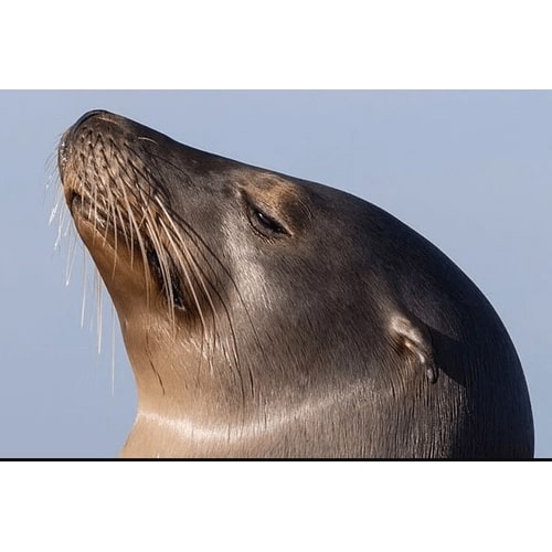 Sea Lions use whiskers for “Touch”