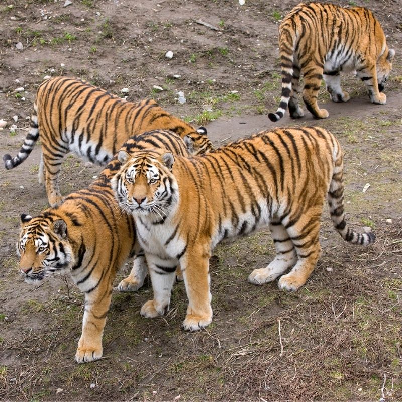 image depicting Watch a rare video: 6 tigers seen walking together