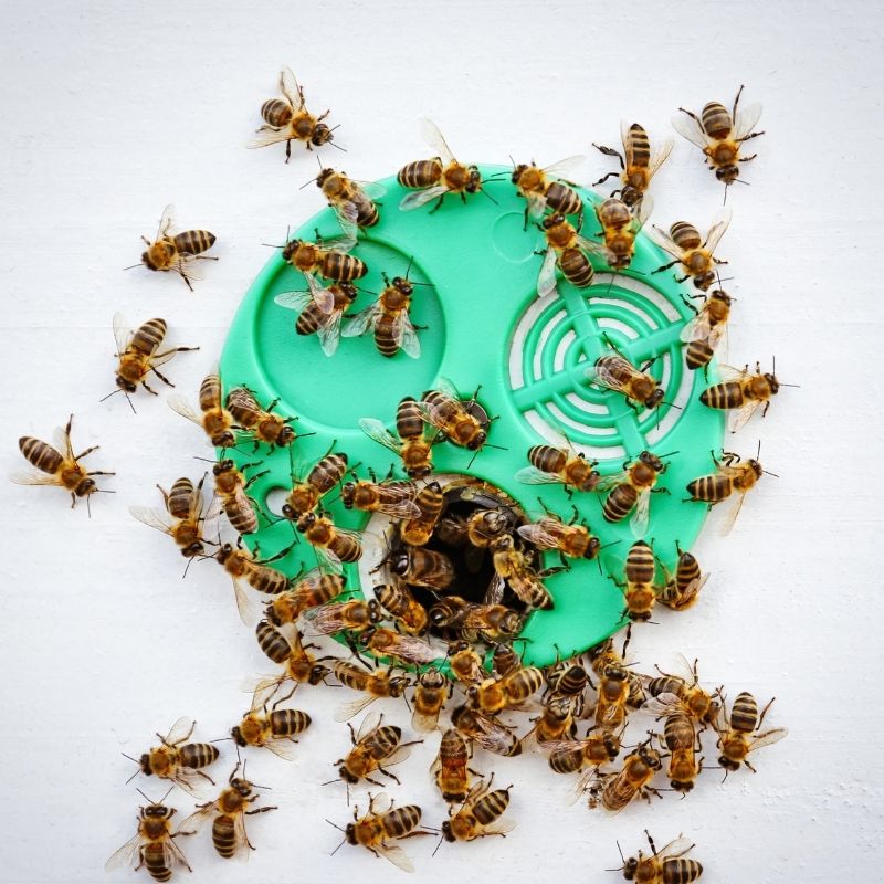 image depicting 5 honey bee hives survive volcano eruption