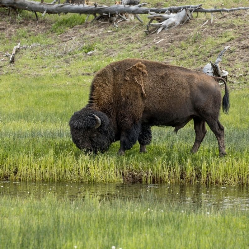 image depicting Watch a video: Bison crowd the road at US national park