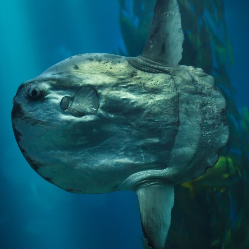 image depicting Fishermen catch record 2000-kg ocean sunfish