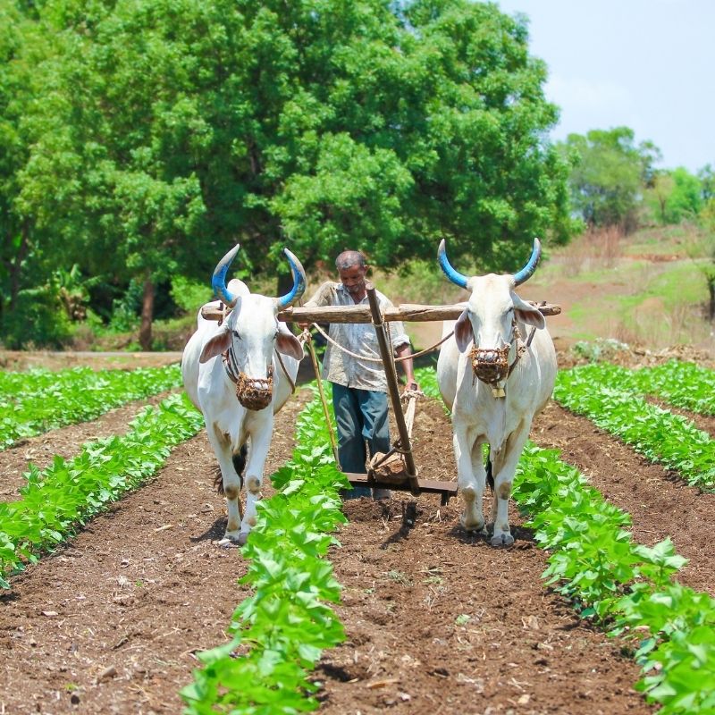 image depicting Centre to withdraw controversial farm laws