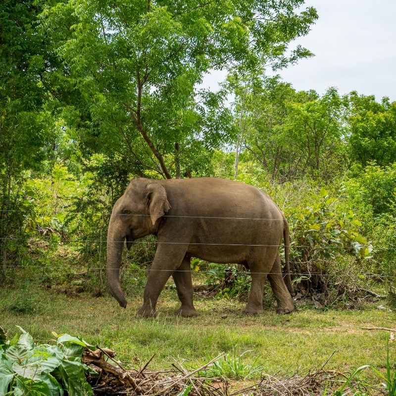 image depicting Watch a video: Elephant climbs over fence