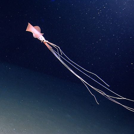 image depicting Watch a video: Scientists catch glimpse of 'alienish' bigfin squid