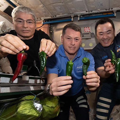 image depicting Astronauts have 'taco party' with first chile peppers grown in space, curious times