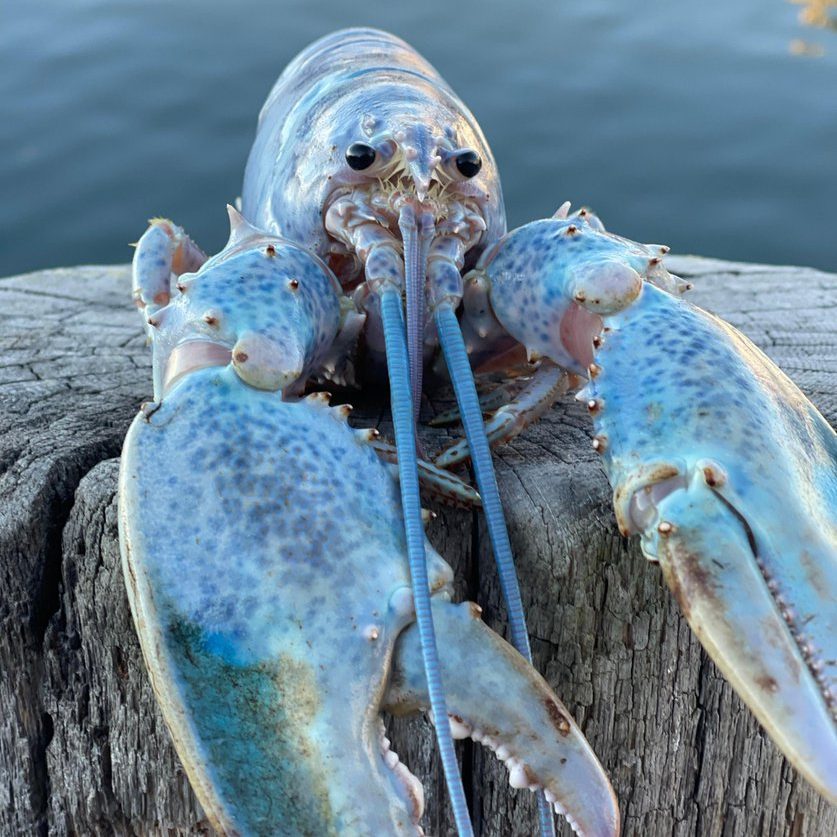 image depicting Fisherman catches 1-in-100 million 'cotton candy' lobster, curious times