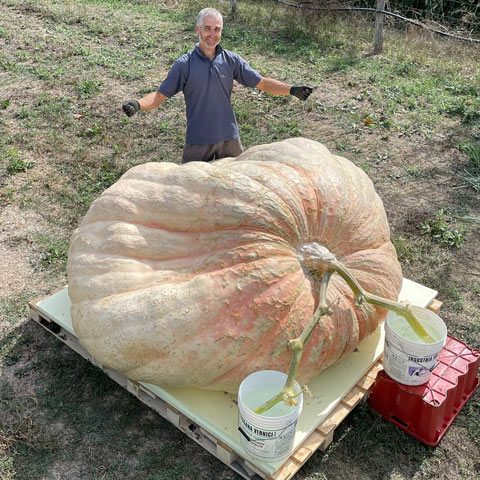 image depicting World record: This pumpkin is heavier than a small car, curious times