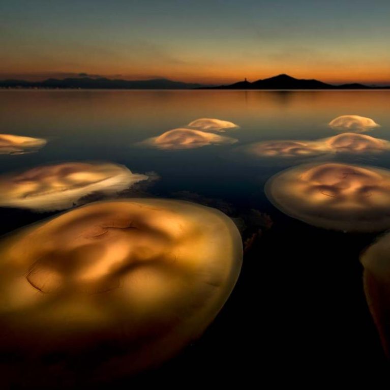 image depicting Photographer captures "jellyfish ballet" in lake