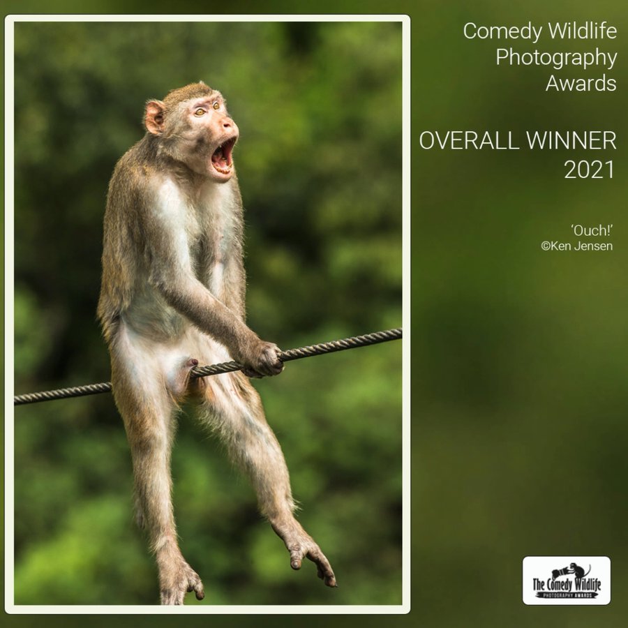 image depicting 'Ouch' monkey wins Comedy Wildlife Photography Awards 2021