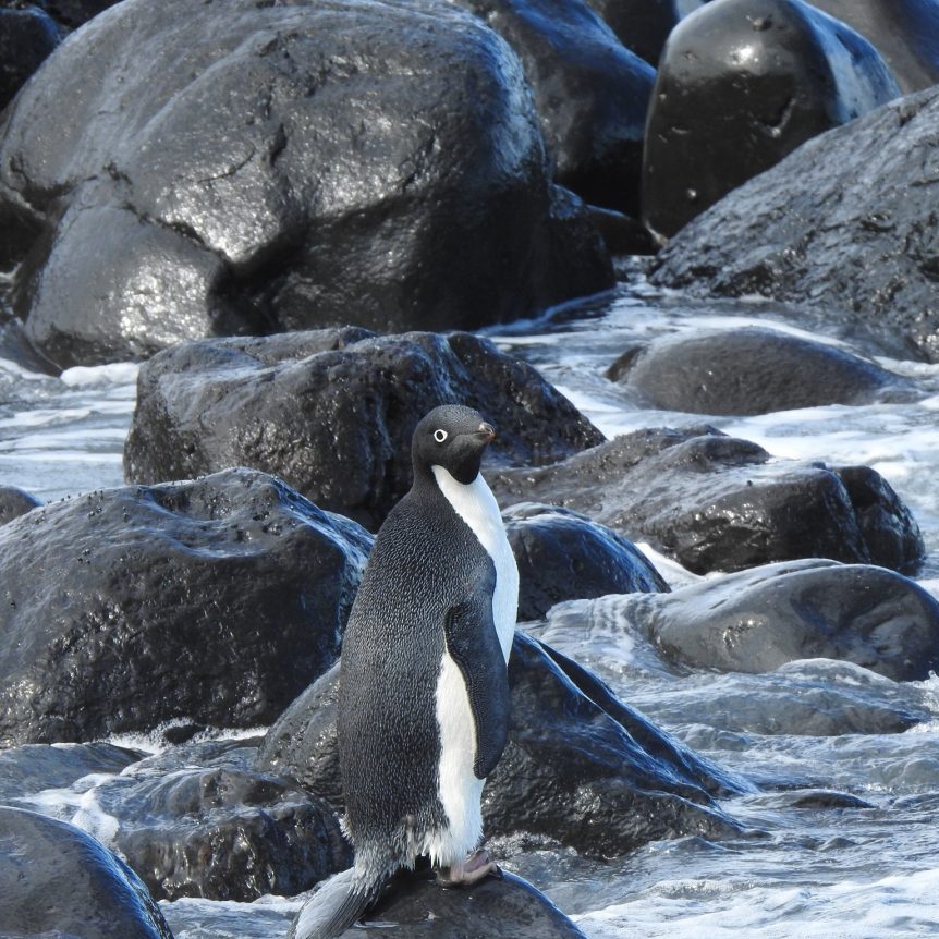 image depicting Lost Antarctic penguin lands up in New Zealand 3,000 km away