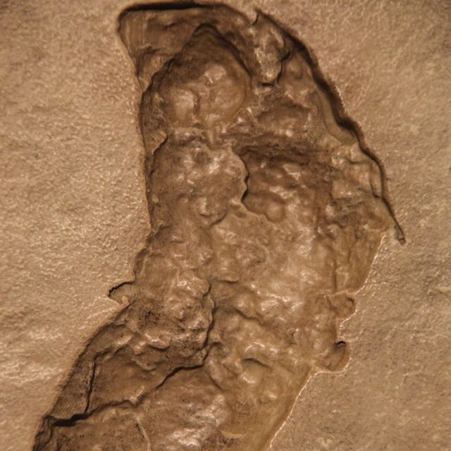 Image depicting Ancient human footprints found in Africa