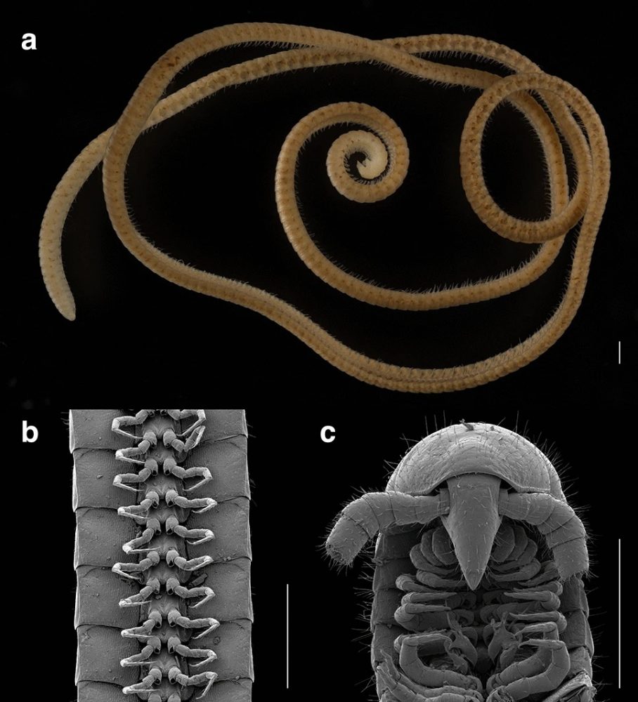 Image depicting First millipede with 1000 legs discovered in Australia