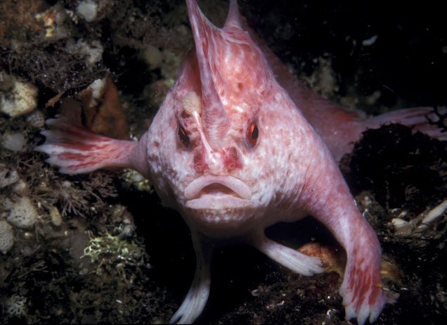 Image depicting rare pink handfish