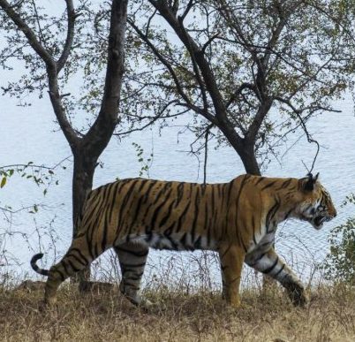 image depicting Ranthambore tiger