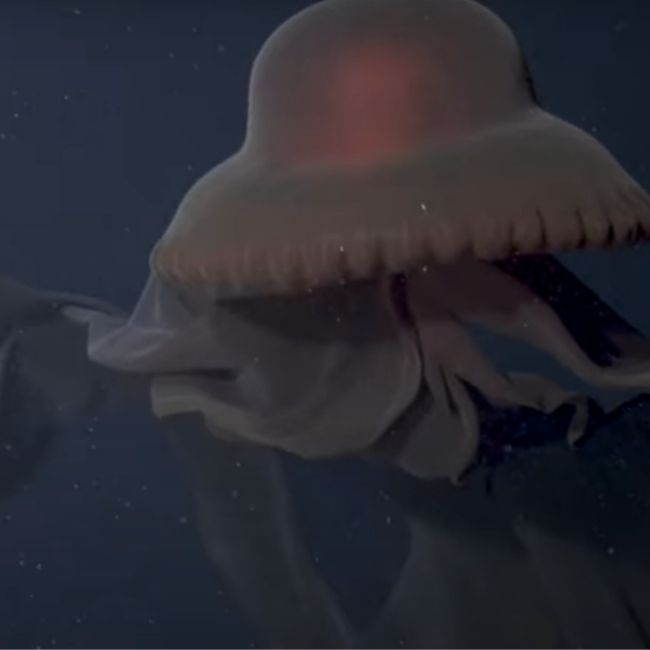 Image depicting Researchers catch a rare sight of the Giant Phantom Jellyfish