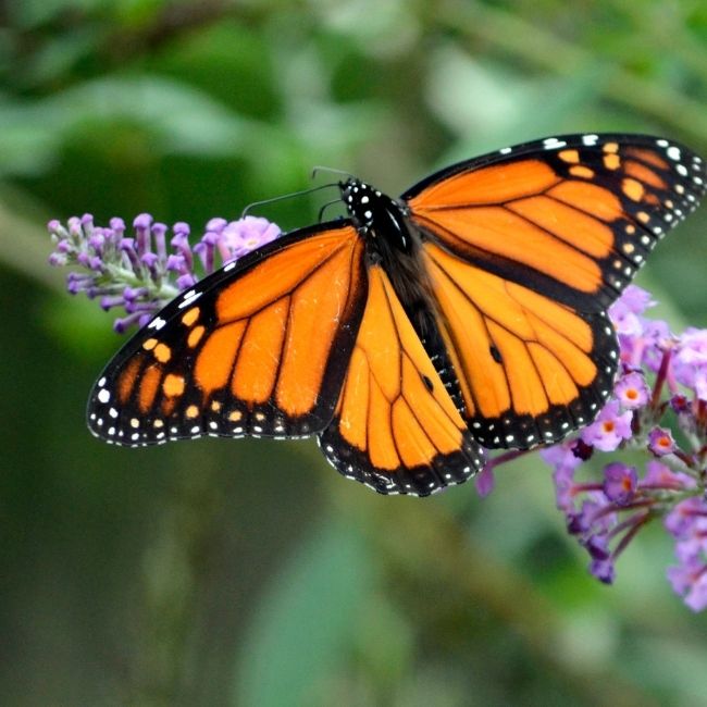 Image depicting The sun guides Monarch Butterflies on their seasonal migration