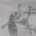 Image depicting India's National Bird: A Child's Peacock Drawing In Pencil