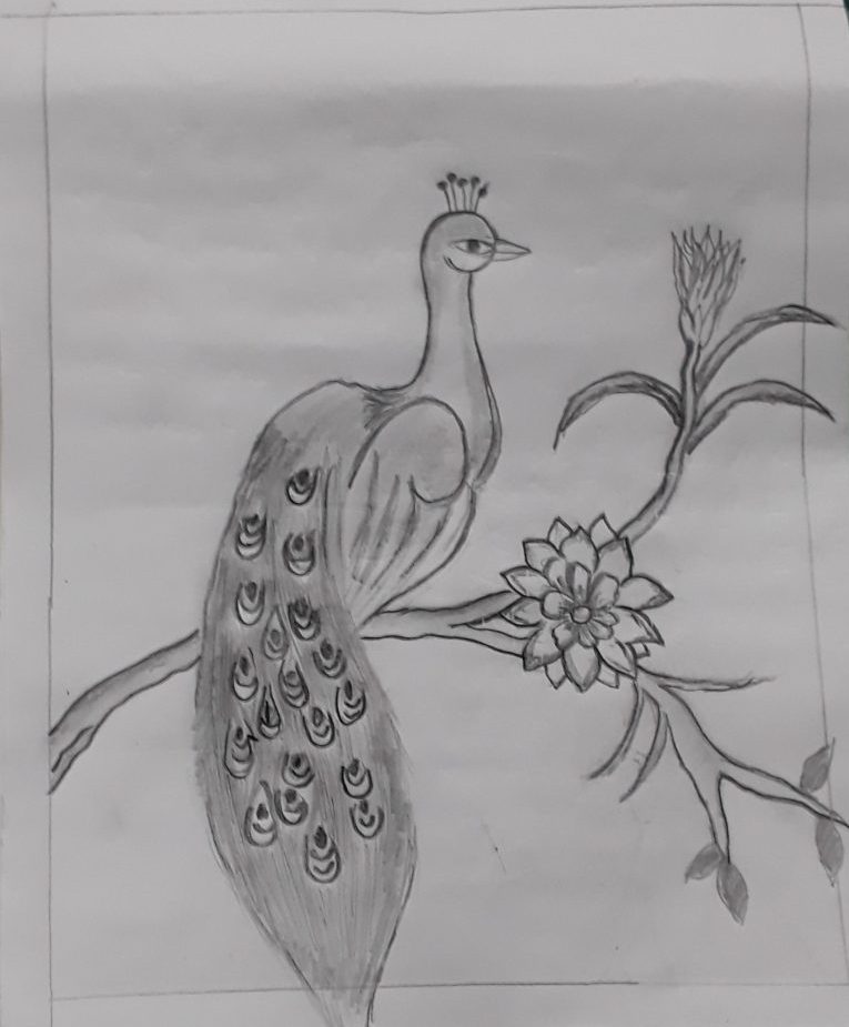 Peacock-The National Bird 2014 – ChildrenArtCONTEST.COM