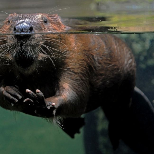 Image depicting Beaver dams to the rescue - let there be water!