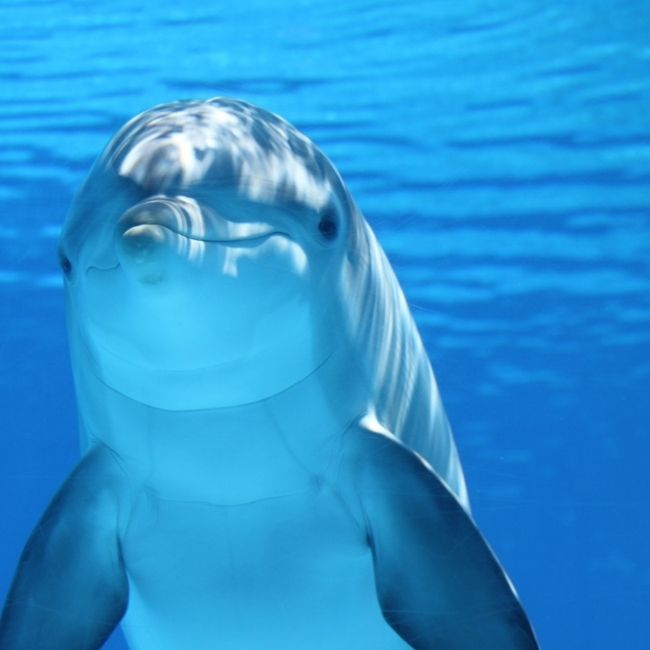 Image depicting Dolphin