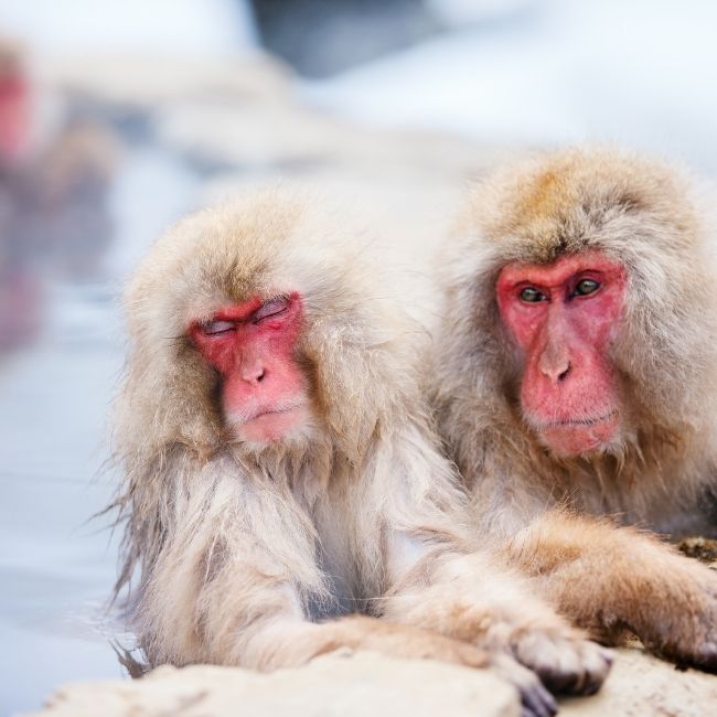 Image depicting Japanese Macaque's throne in danger!