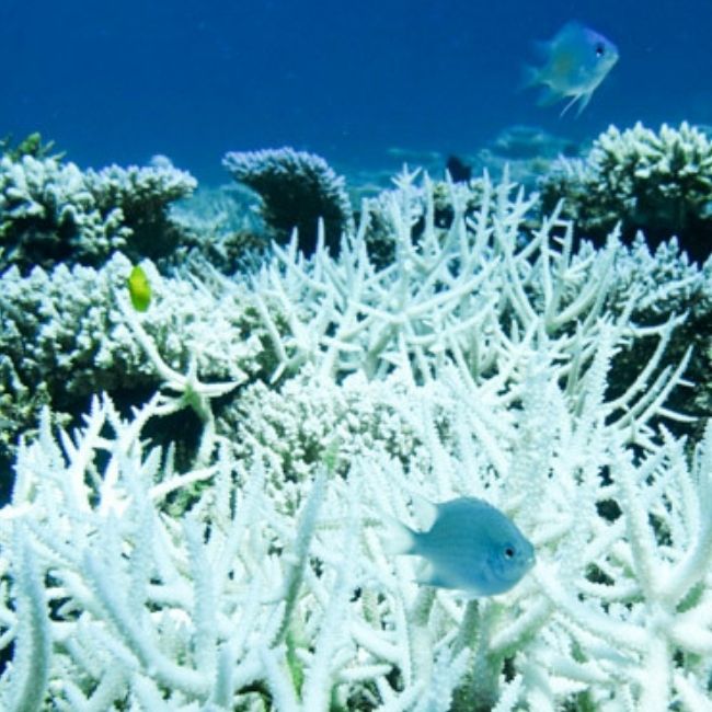 Image depicting Mass bleaching at the Great Barrier Reef